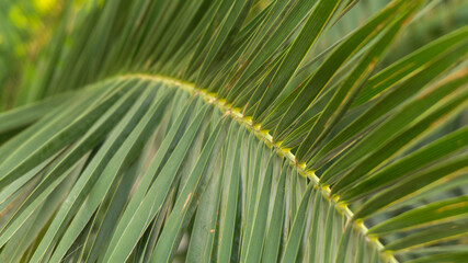 bright branch of a palm tree, summer day