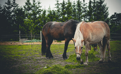 Fototapeta premium horse and foal