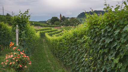 Langhe vineyards panorama, near Barolo, Unesco Site, Piedmont, Northern Italy Europe