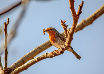 robin on a branch