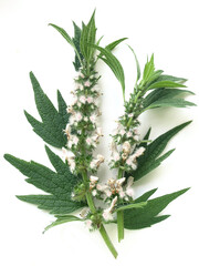 Motherwort (Leonurus cardiaca)