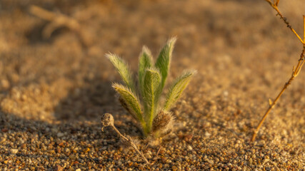 small green fluffy plant growing in the middle of the desert