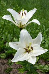 Two white lilies. Madonna lily. Vertical orientation.