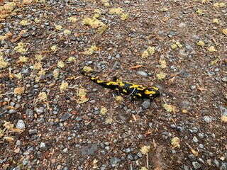 Lizard while walking