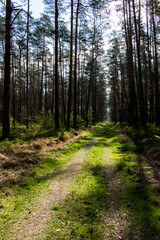 Footpath / way / path in the wild sunny forest / woods. 
Perspective view of the pathway with thres and bushes shadows. Blue sunny sky at the end