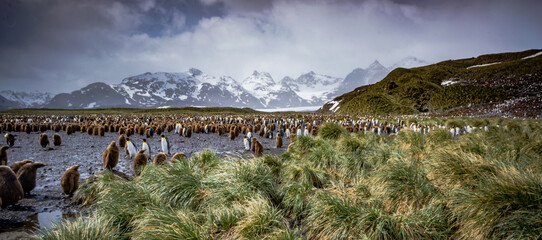 Thousands of king penguin adults as well as oakum boys, year old animals.