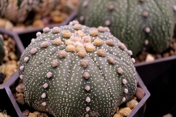 A row of Echinopsis cactus flower in a black pot and selling at the plants markets