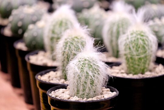 IN selective espostoa cactus in a flower pot with blurred a row of black pots and day light