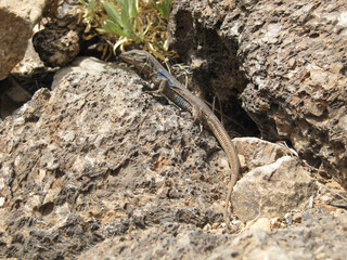 Gallot's lizard, Tenerife lizard, or Western Canaries lizard (Gallotia galloti ssp. galloti) in a rock