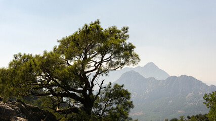 Obraz premium tree on the background of majestic mountains, summer