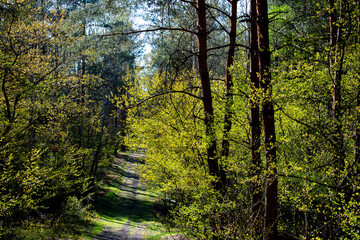 Footpath / way / path in the wild sunny forest / woods. 
Perspective view of the pathway with thres and bushes shadows. Blue sunny sky at the end