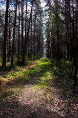 Fototapeta premium Footpath / way / path in the wild sunny forest / woods. Perspective view of the pathway with thres and bushes shadows. Blue sunny sky at the end