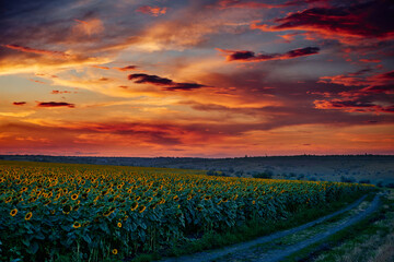 sunflower field in a beautiful sunset, sunlight and clouds