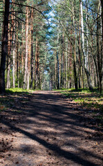 Footpath / way / path in the wild sunny forest / woods. 
Perspective view of the pathway with thres and bushes shadows. Blue sunny sky at the end