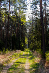 Obraz premium Footpath / way / path in the wild sunny forest / woods. Perspective view of the pathway with thres and bushes shadows. Blue sunny sky at the end