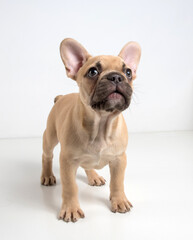 Obraz premium Portrait of a french bulldog puppy on a white background.