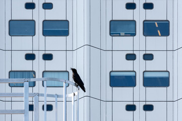 Bird Crow in front of hosptal