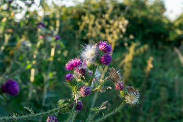 wildflowers in the great outdoors a natural beauty of nature