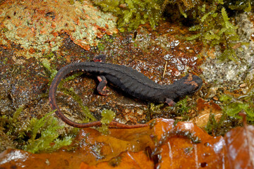 Northern spectacled salamander / Nördlicher Brillensalamander (Salamandrina perspicillata)
