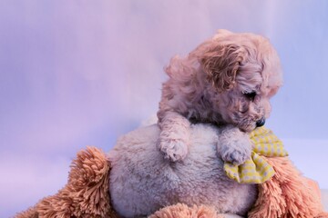 Mini toy poodles playing with dog stuffed