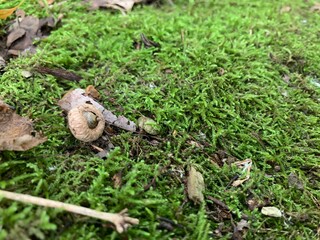 moss and snail