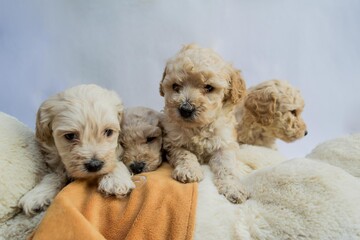 Four mini toy poodles playing with dog stuffed