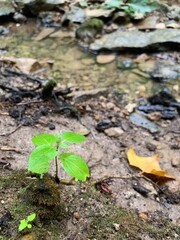 plant living in creek