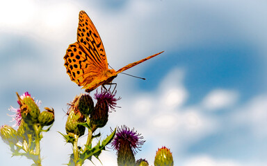 WILDLIFE, GERMANY, MARBURG - The Emperor's coat or silver line (Argynnis paphia) is a butterfly of the genus Argynnis from the family Nelfalidae (Nymphalidae). He is the largest Eropan fritillary.