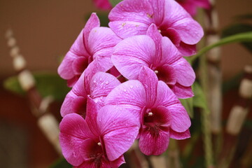 Beautiful purple orchid inflorescence close up photo