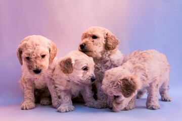 Four mini toy poodles playing