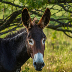 donkey in field