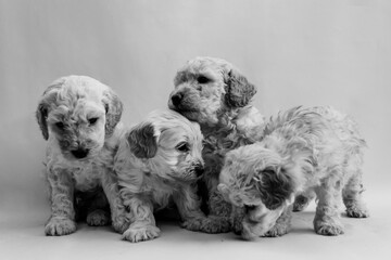 Four mini toy poodles playing