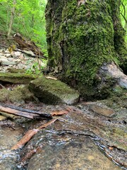 stream in the forest