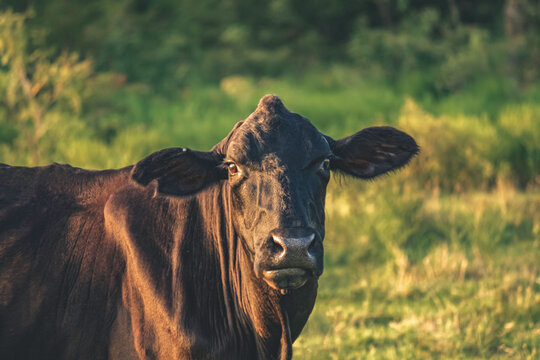 Black Brangus Cow