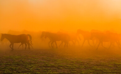 Fototapeta na wymiar Spectacular view of wild horses at sunset. Everywhere dust cloud. Kayseri. Turkey. 