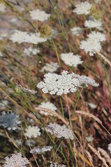 Wild Flower Queen Anne's Lace White Globe Floral Proper name Daucus carota