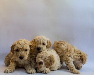 Four puppies poodles playing