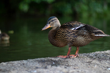 Close up of a duck standing on the shore of the city reservoir in summertime