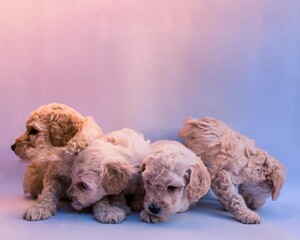 Four puppies poodles playing