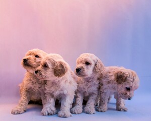 Four puppies poodles playing