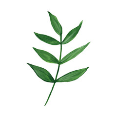 Green leaf watercolor hand painted floral illustration. Plants, leaves, branches isolated on white background.