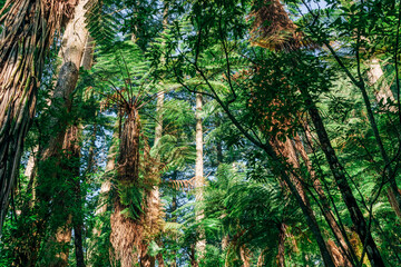 Fototapeta premium Forest with tree ferns