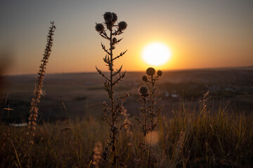 Russian steppe plants at sunset