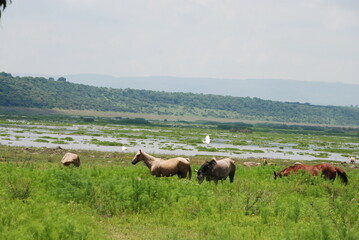 Horses in the field