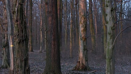 Las wieczorową porą ezvening in the Forest © Marcin