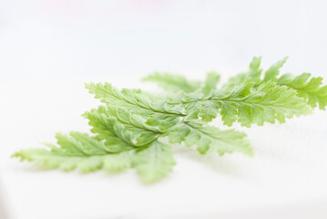 Green fern leaf on a white background. Macro shooting of a sheet.