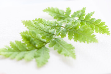Green fern leaf on a white background. Macro shooting of a sheet.