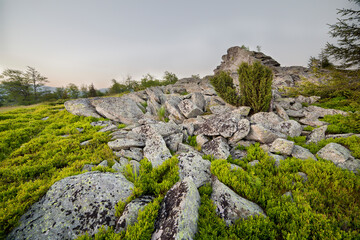 Landscape, sunny dawn in a field