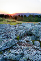 Landscape, sunny dawn in a field