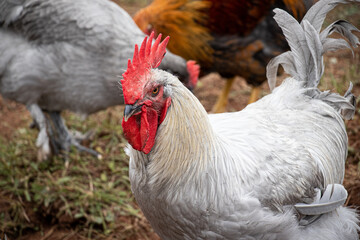 Lavender Maran Rooster in Flock on a Farm 